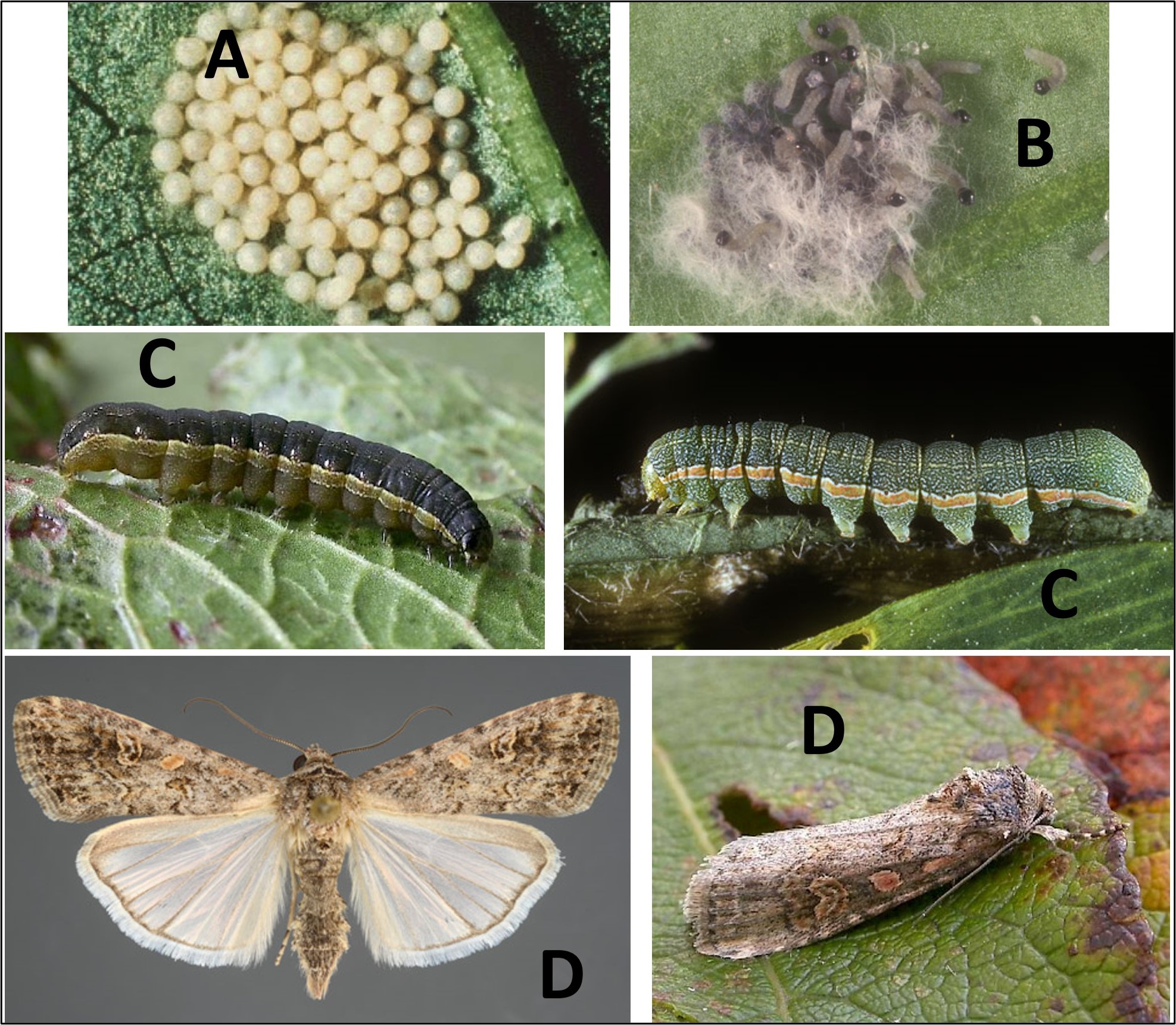 ​Peppers - From Sweet to Scorching - Part 3A - Pepper Pests